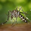 AURA : une surveillance renforcée face au moustique tigre