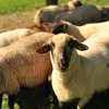 60 brebis ont disparu dans le Beaujolais, un appel à l’aide lancé par un couple de bergers